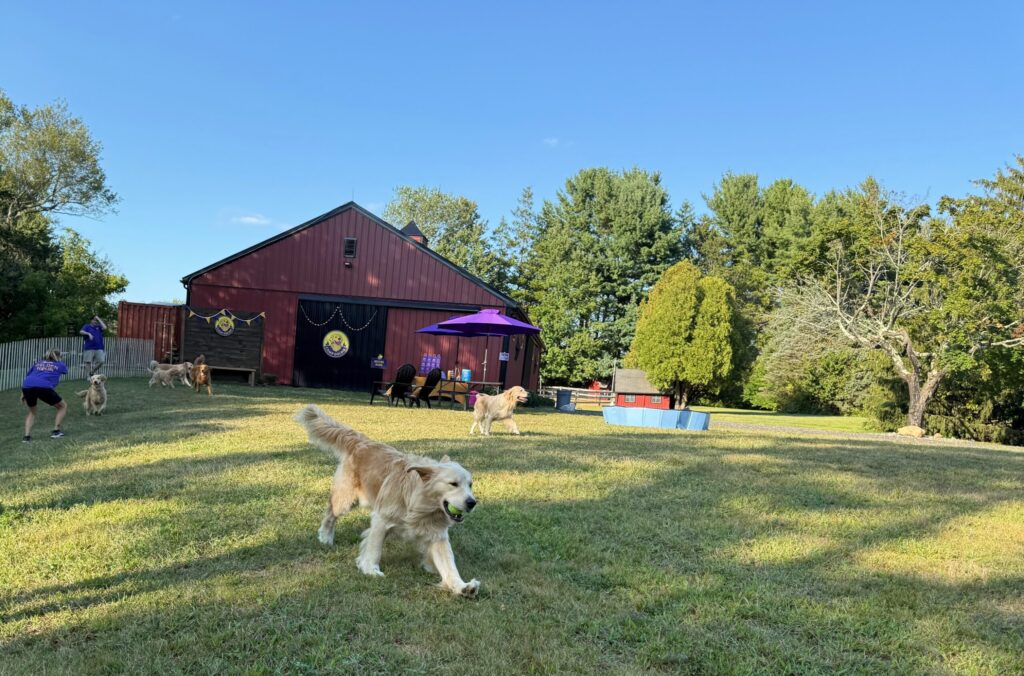 A Golden Retriever Experience in Millstone, NJ