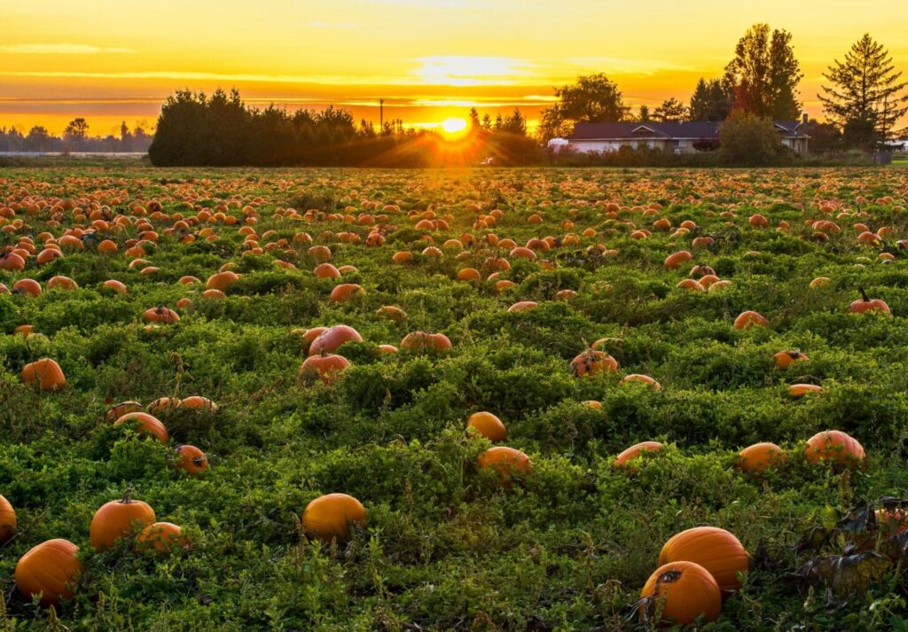 field full of pumpkins