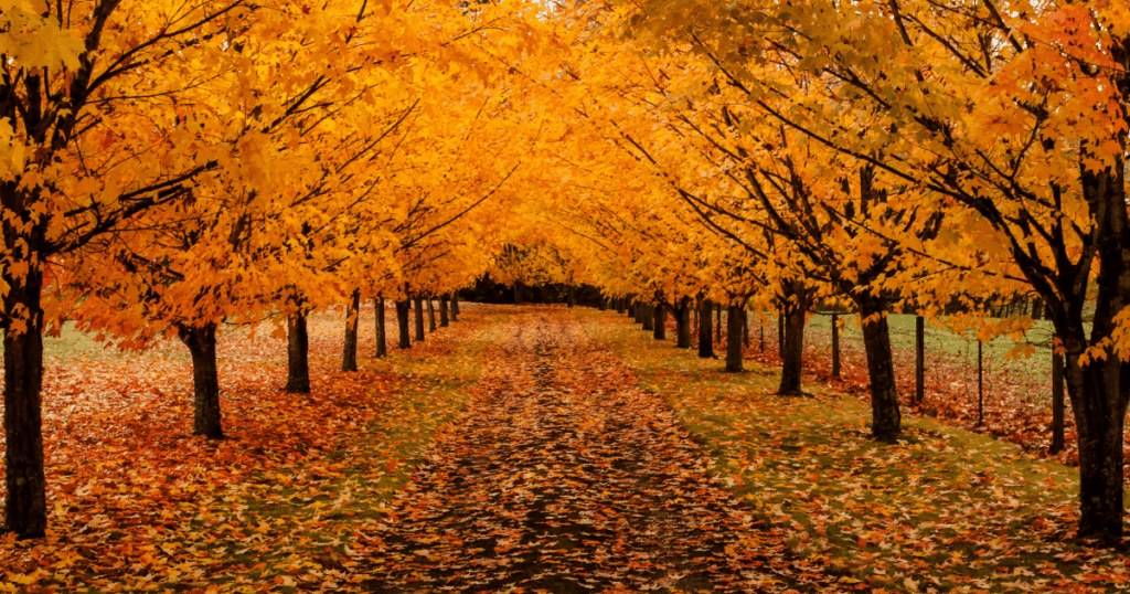 NJIB's Guide to New Jersey Events November 21-23, 2025