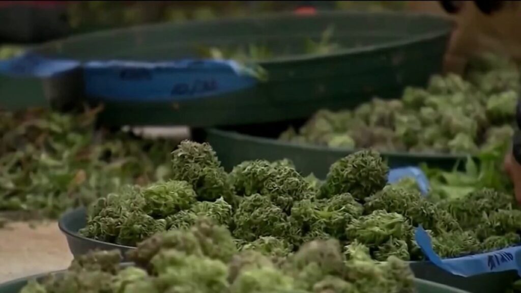 Jersey Shore town looks to legal weed sales for beach replenishment funding – NBC10 Philadelphia