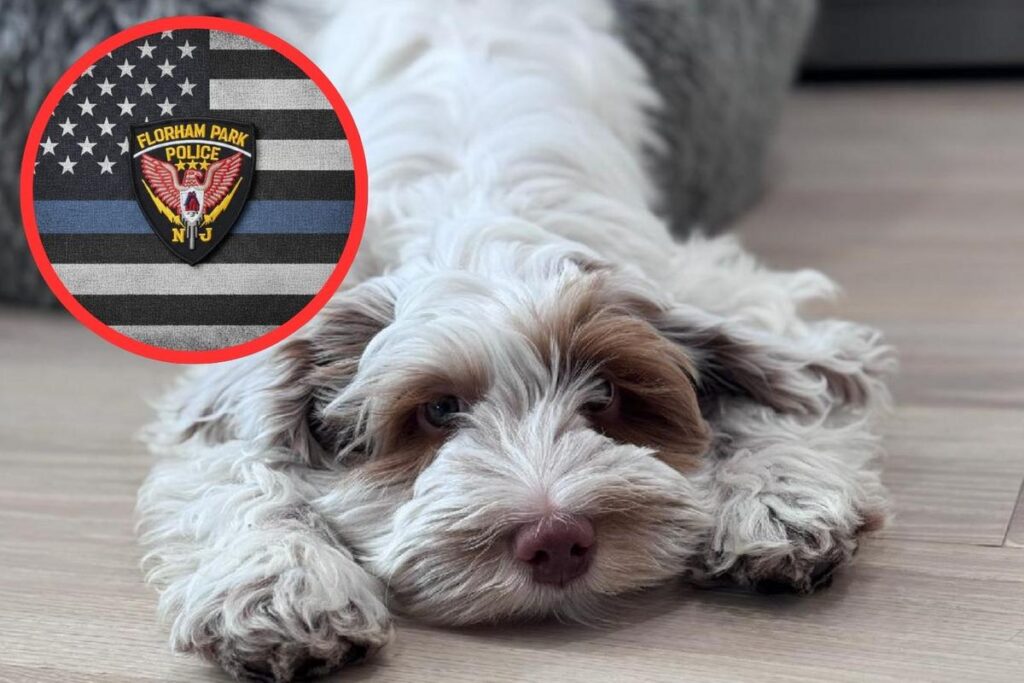 NJ police search for stolen BMW, missing puppy after CVS theft