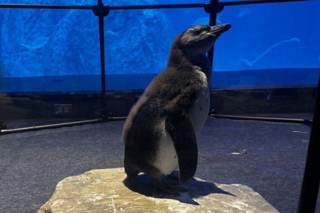 Public helps name rare penguin chick in Camden