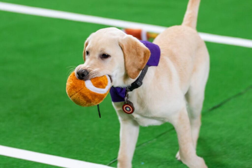 Puppies are about to take over the field