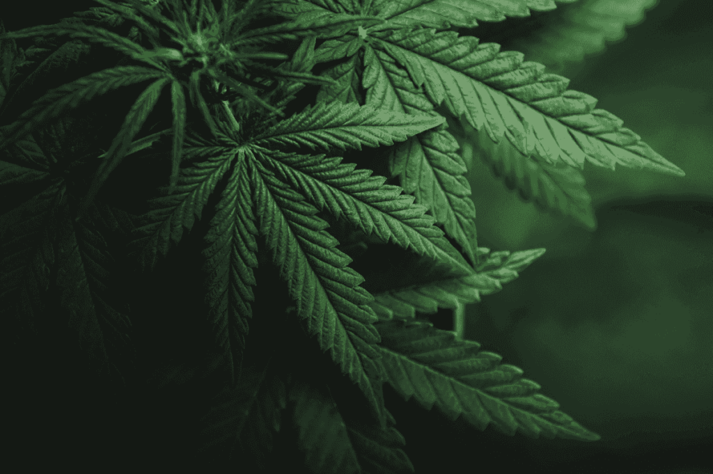 The Push to Revisit Cannabis Legalization Makes Sense