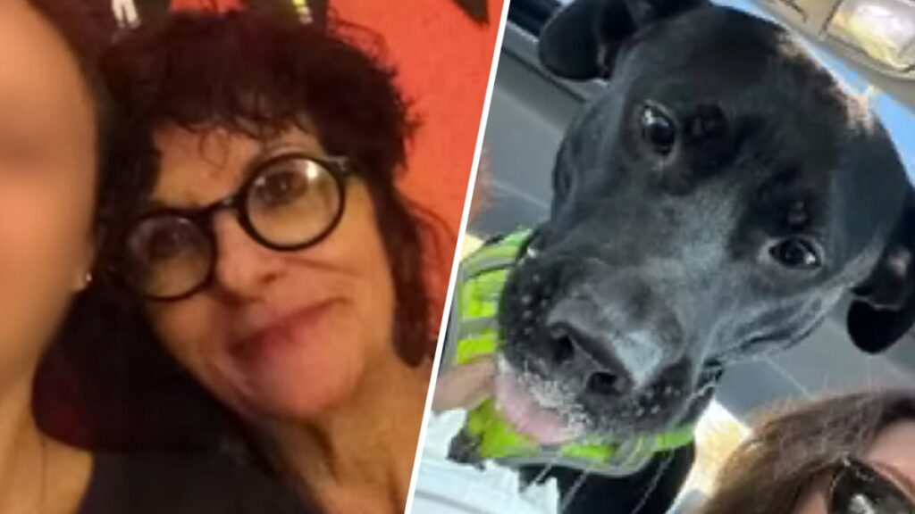 Woman and dog killed in hit-and-run in Camden County, police say – NBC10 Philadelphia