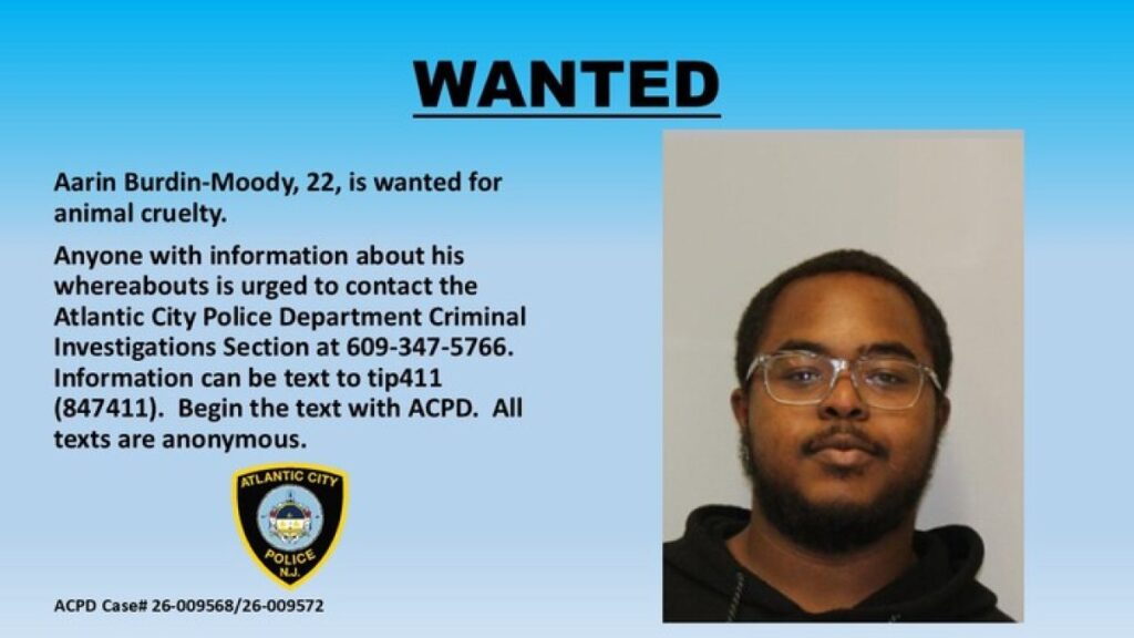 2 charged in Atlantic City after pit bulls attack another dog – NBC10 Philadelphia