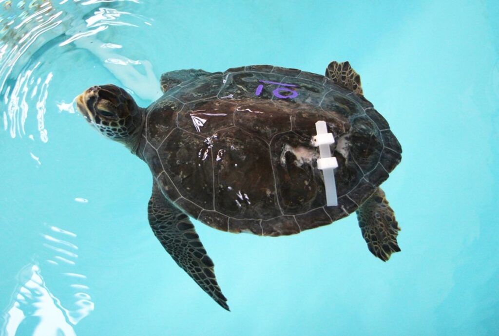 Another “Full House” Year for Sea Turtle Recovery