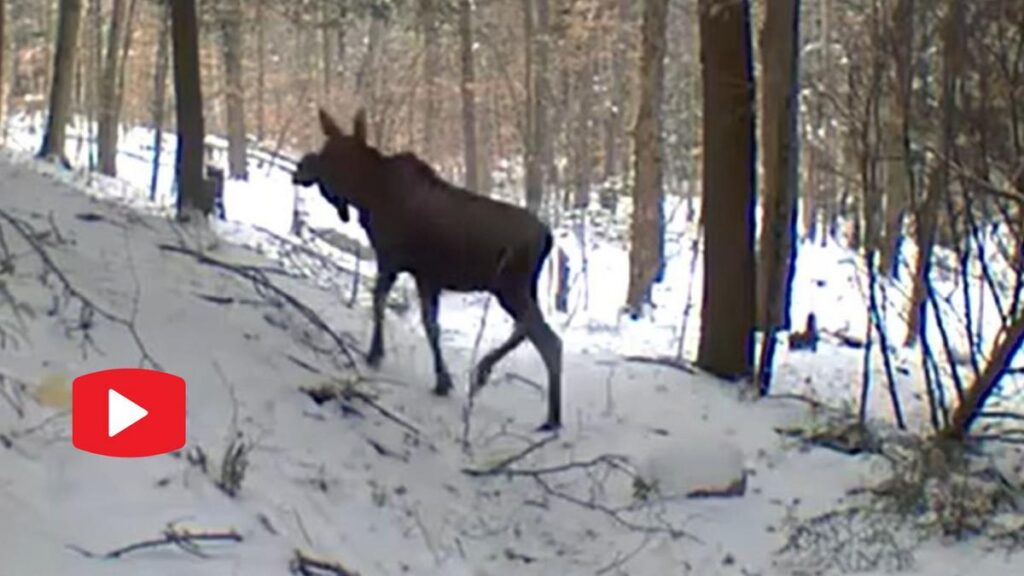 Beautiful Moose Stuns Adirondack Resident Near Tupper Lake