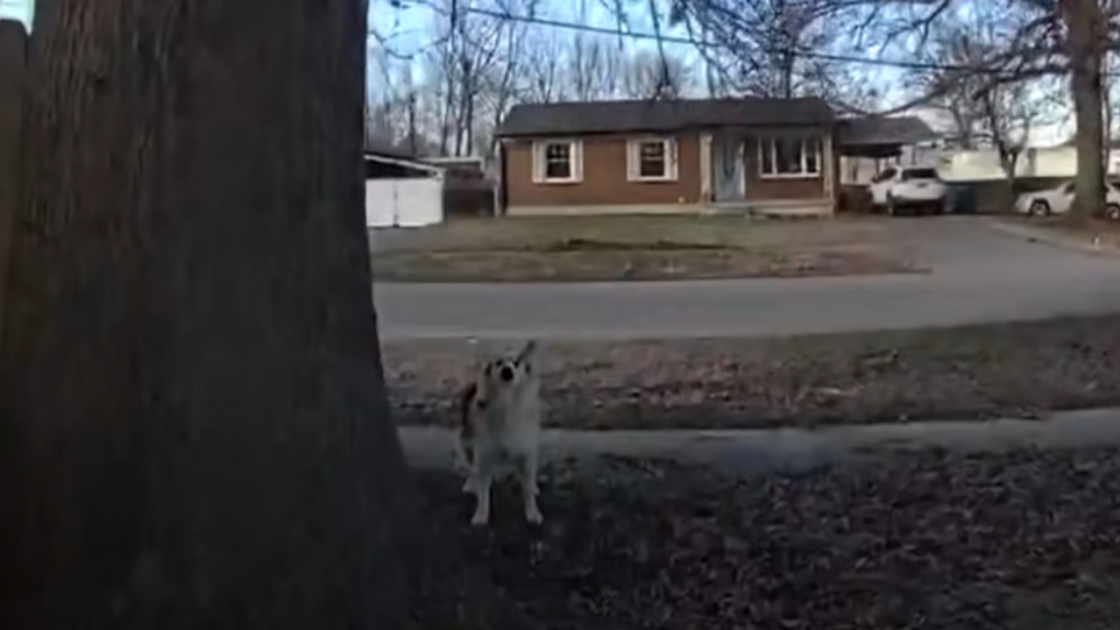 Bodycam video of dog leading Louisville officers to missing 3-year-old boy