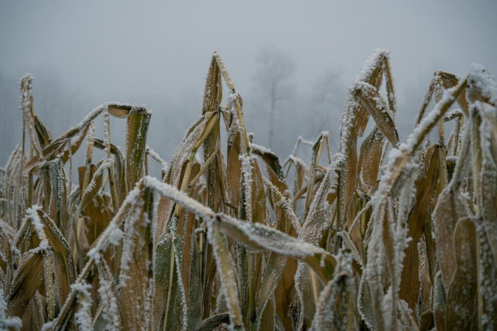 Chilling Reason Why Missing Elderly New Yorker Found In Cornfield