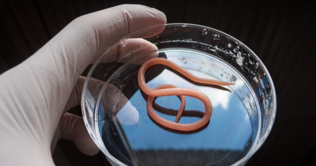 Customer claims 'parasitic worm' found in chicken from Scots Tesco as health probe launched