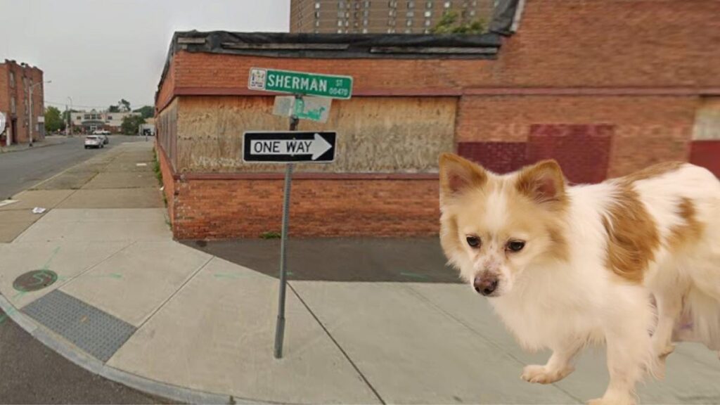 Dog Recovering After Being Found in Albany Ziplocked in Backpack