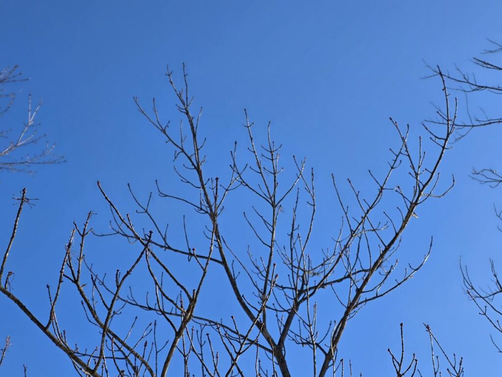 Finally 40s this weekend, minor rain/snow