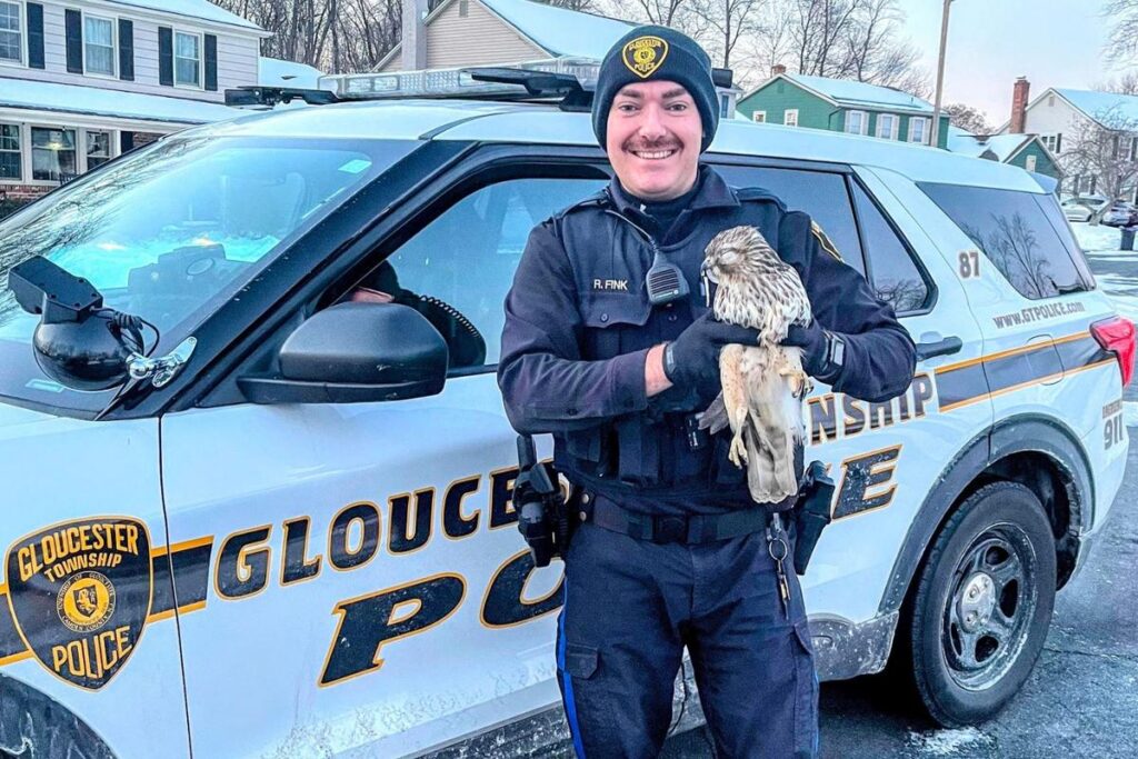Hawk flies into someone’s window in Gloucester Township