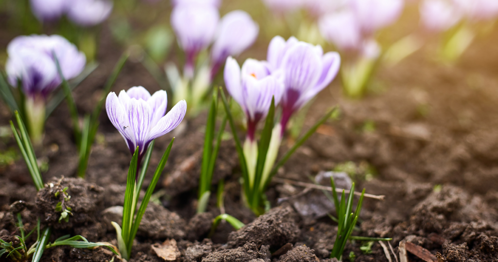 NJIB's Guide to New Jersey March Events and Festivals