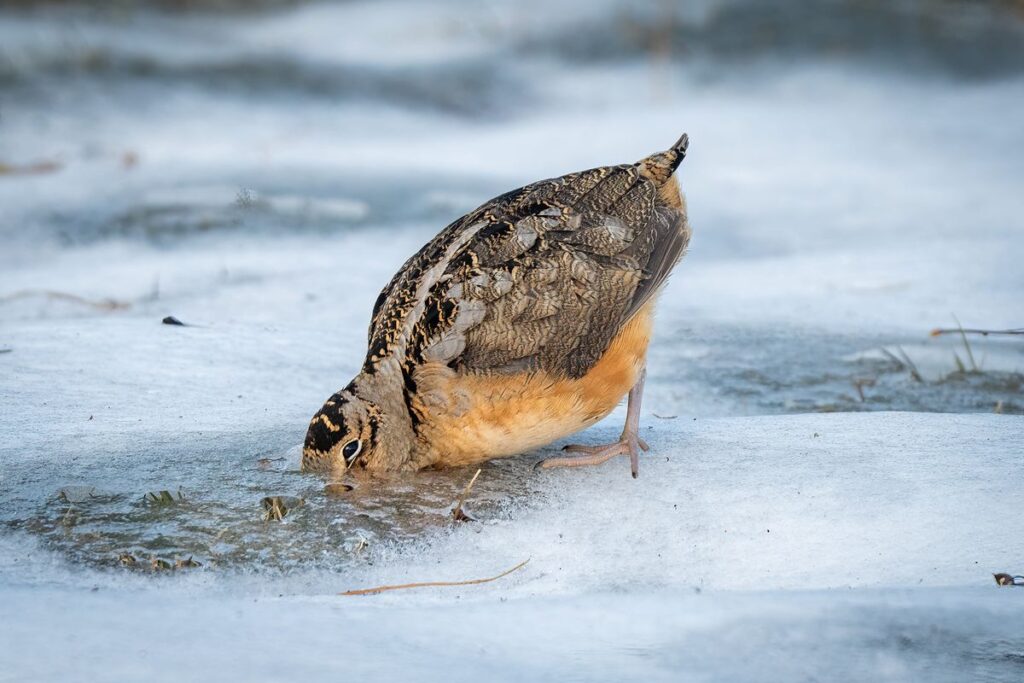 Over 170 American Woodcock Killed by Week-long Freeze