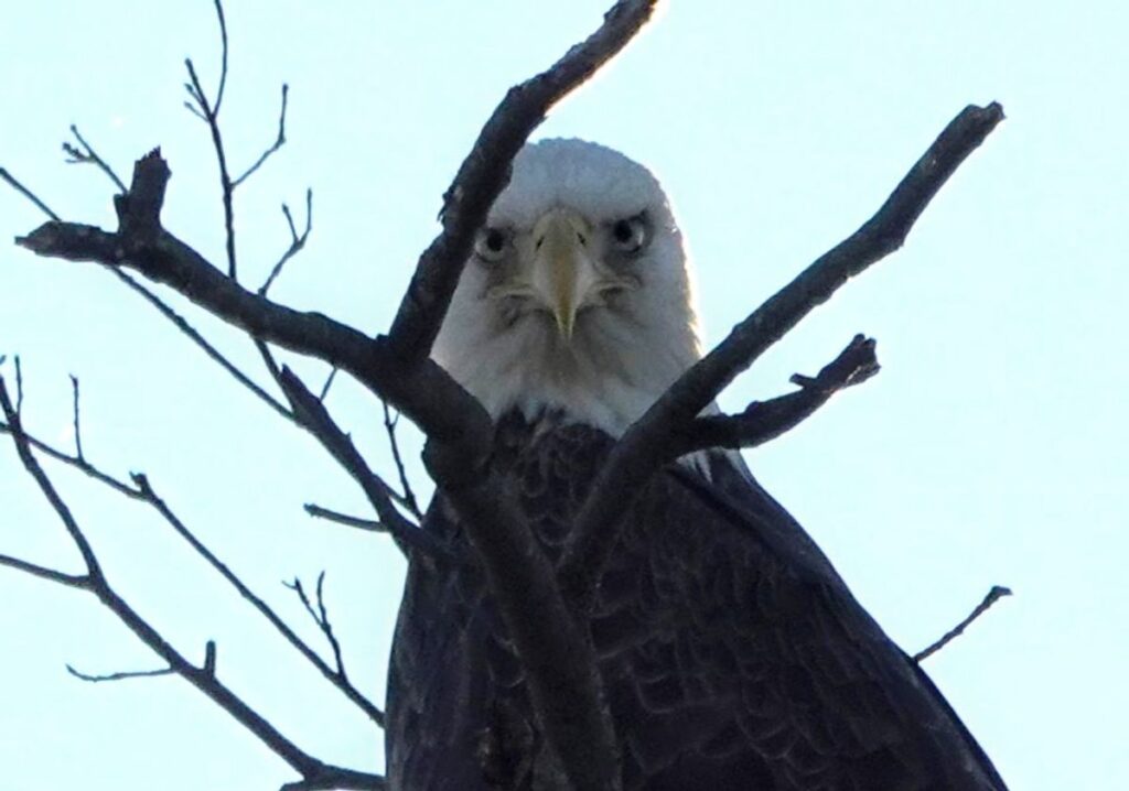 Seeing and Celebrating the Bald Eagle