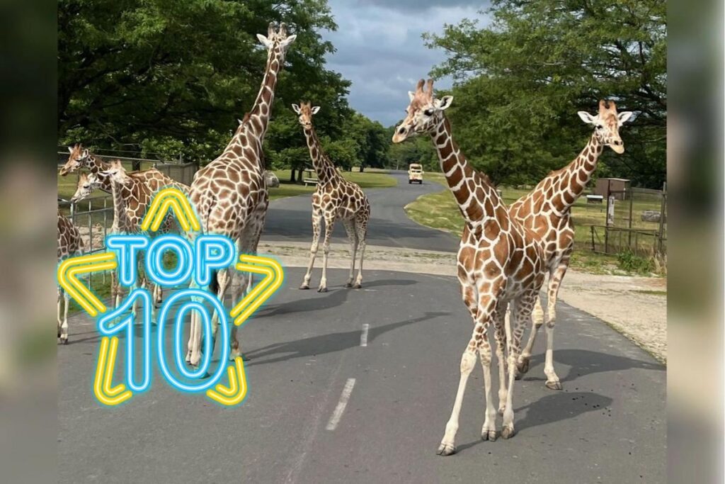 Six Flags Wild Safari in NJ nominated for top safari park award