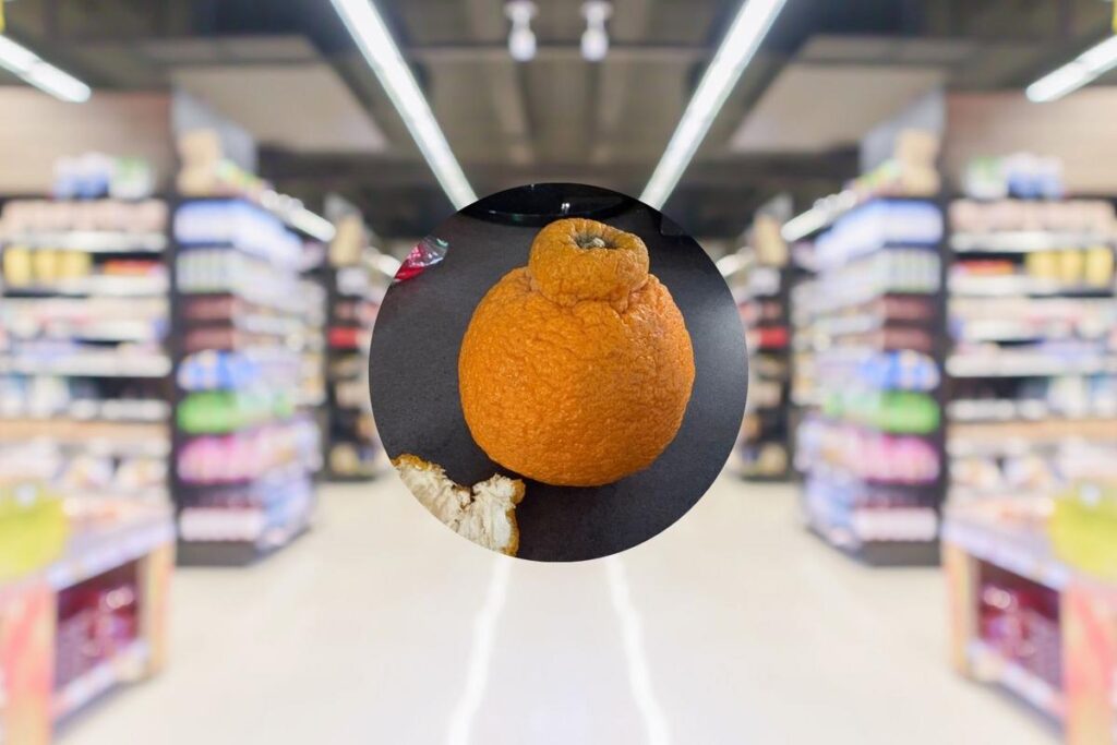 Sumo Oranges are back, and New Jerseyans need to try them