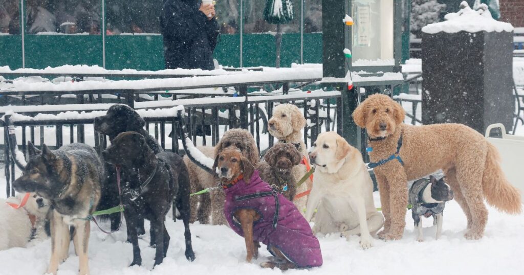 Who’s Responsible for Cleaning the Snowy Dog-Poop Sidewalks?