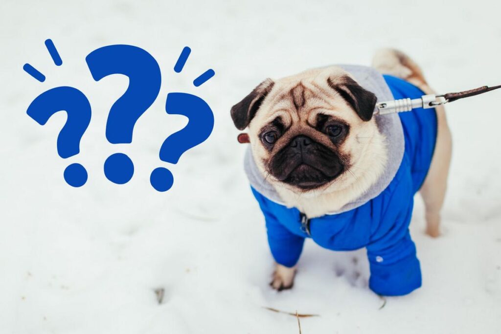 Why NJ dog owners must stop this bad practice when it snows