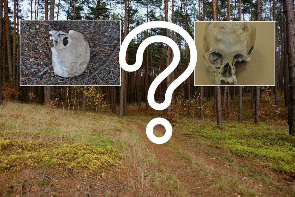 Ghastly find in South Jersey woods: It's shockingly common