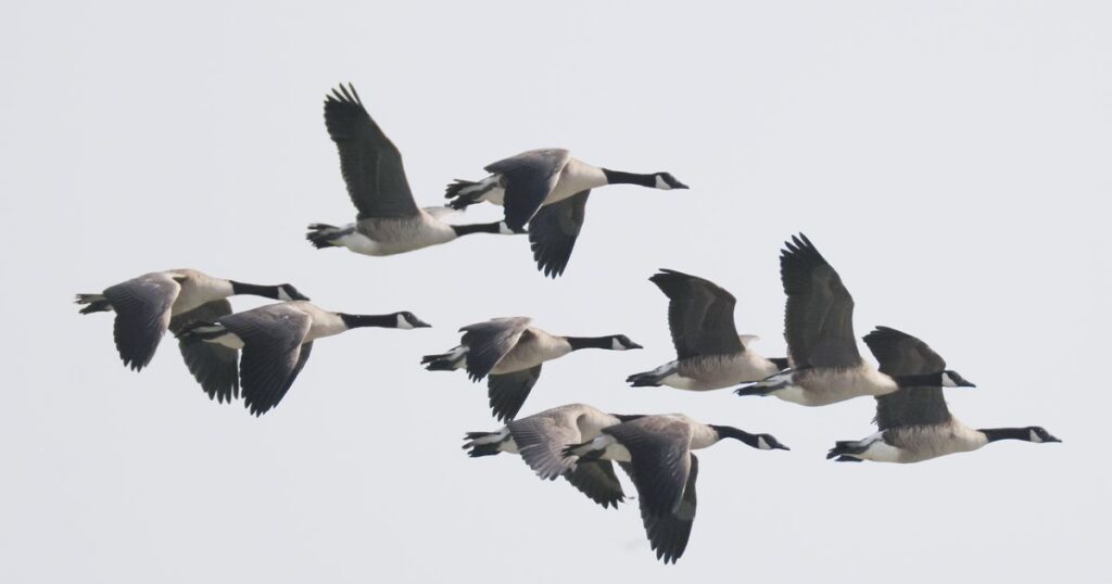 Is Bird Flu Behind Hundreds of Dead Geese at Georgia Pond?