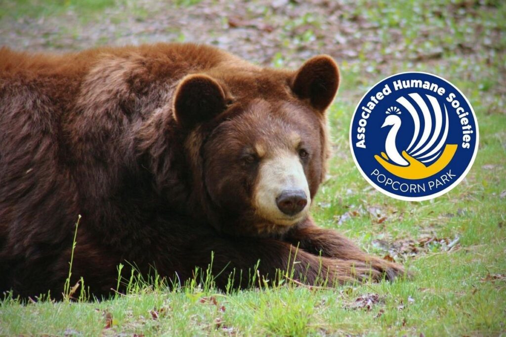 NJ refuge mourns Maryann the bear after difficult winter season