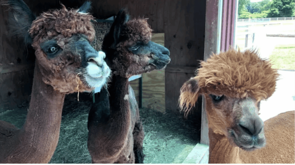 NJIB's Guide to New Jersey Alpaca Farms