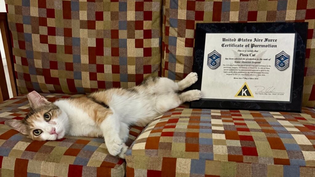 Air Force promotes 'Pizza Cat' to 'Senior Meowster Sergeant'