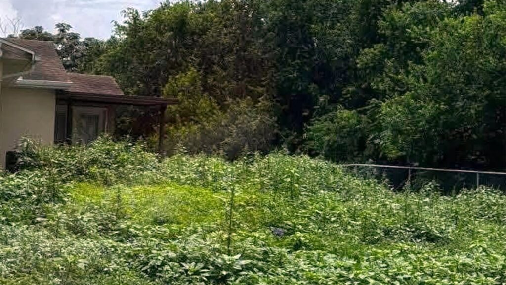 Families at Texas base say neighborhoods overrun by weeds Families at Texas base say neighborhoods overrun by weeds