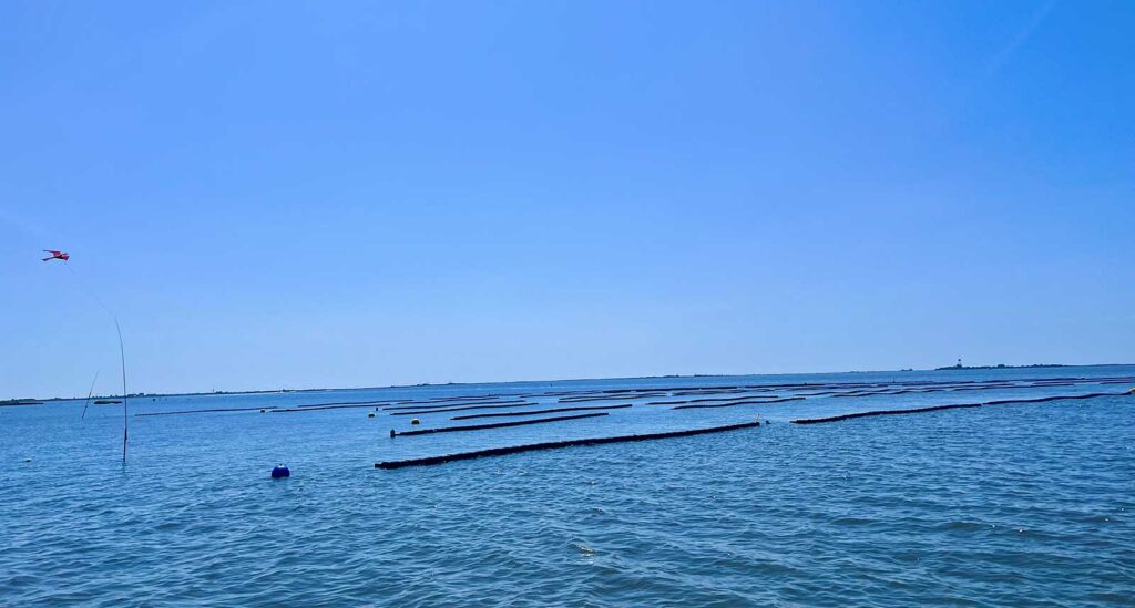 Sapphire Shoals Mariculture