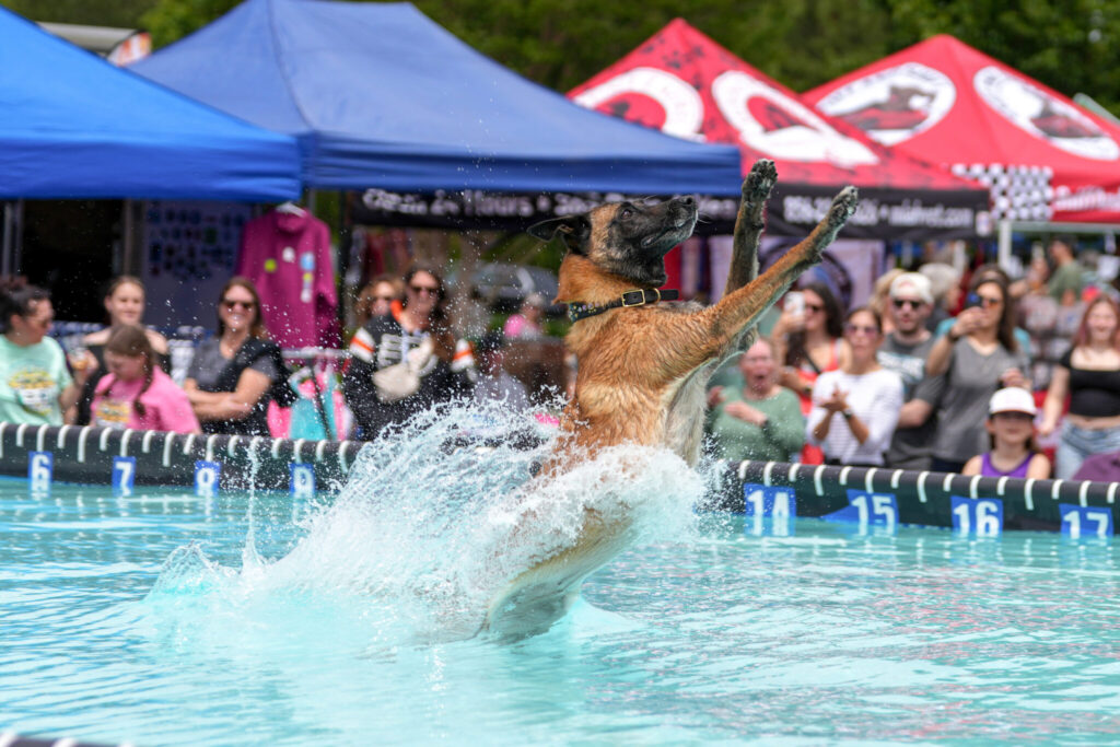Sit, Stay, Jump! Dock Diving Is Making a Splash With Dogs in NJ