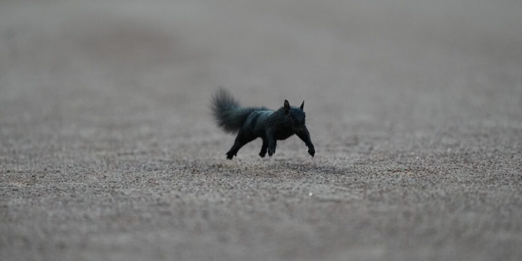 Squirrel on the field at Comerica Park causes a chase
