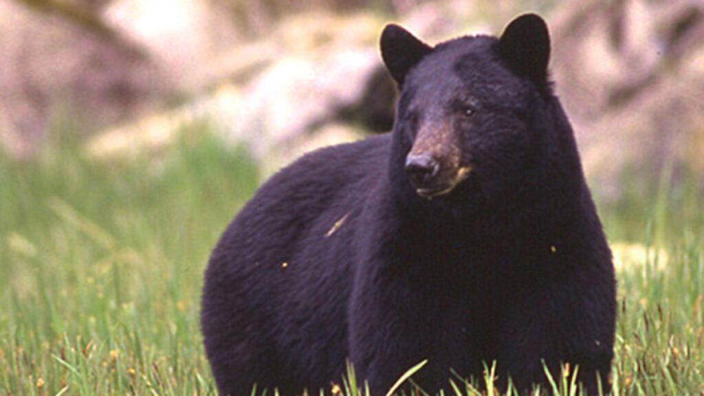 Video captured a bear's visit to commissary at Alaska military base