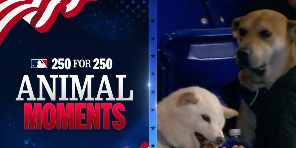 Best animal moments in MLB history