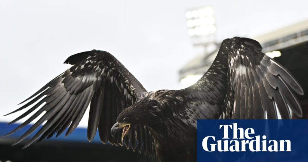 Animal rights group urges Crystal Palace to retire bald eagle mascot | Crystal Palace Animal rights group urges Crystal Palace to retire bald eagle mascot | Crystal Palace