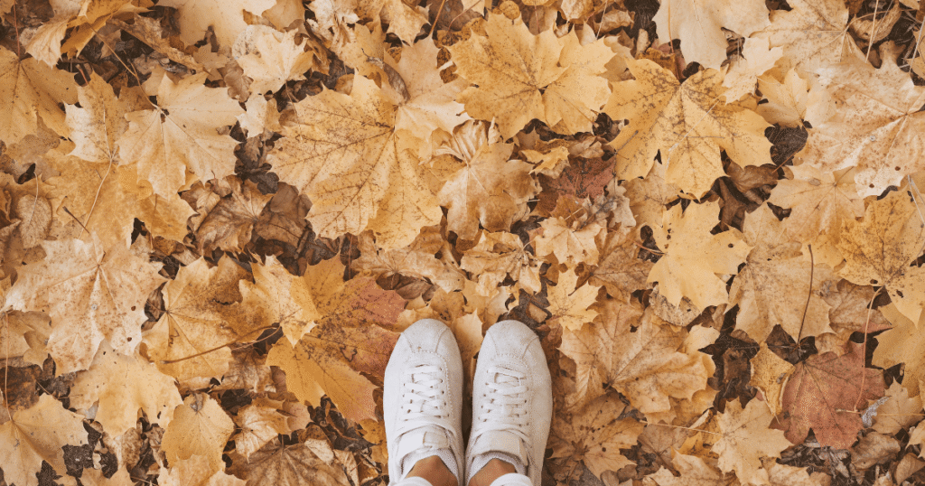 NJIB's Guide to New Jersey November Events and Festivals 2026
